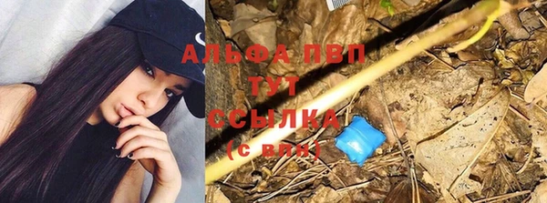 прущие грибы Богородицк